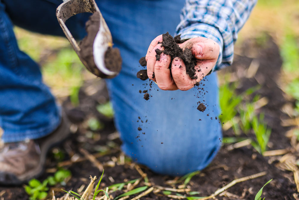 World Soil Day 2024